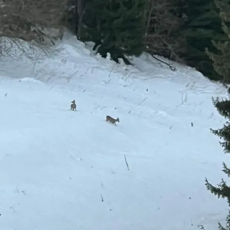 Kamena Хотел Пампорово