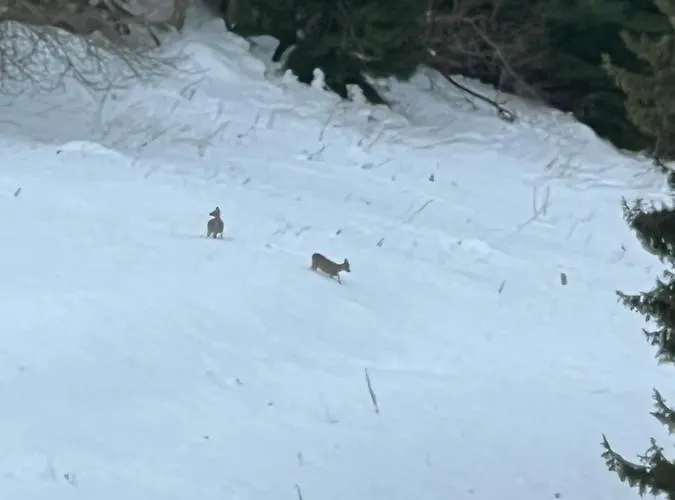 Kamena Hotel Pamporovo